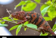 chameleónovité