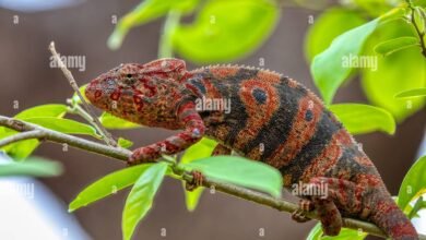 chameleónovité