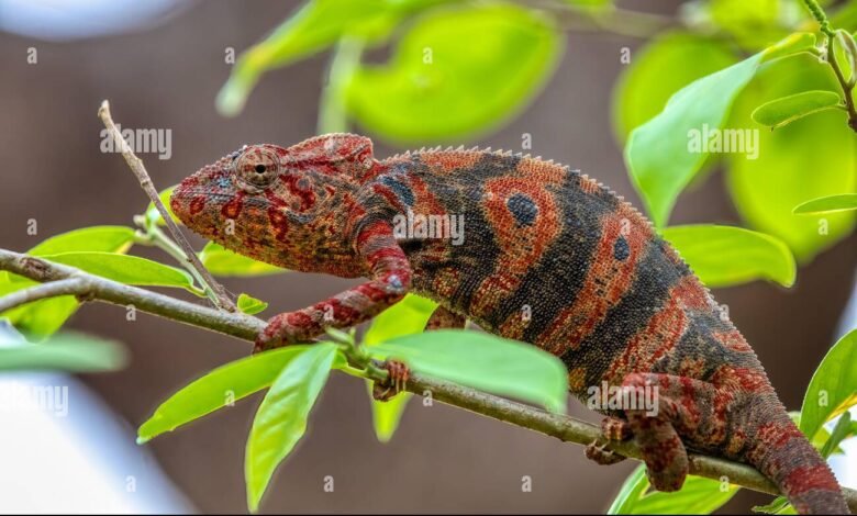 chameleónovité